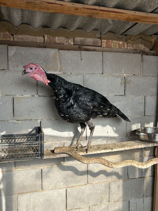 продаю индюка           .