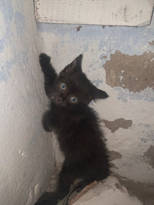 Отдам котят в добрые руки!