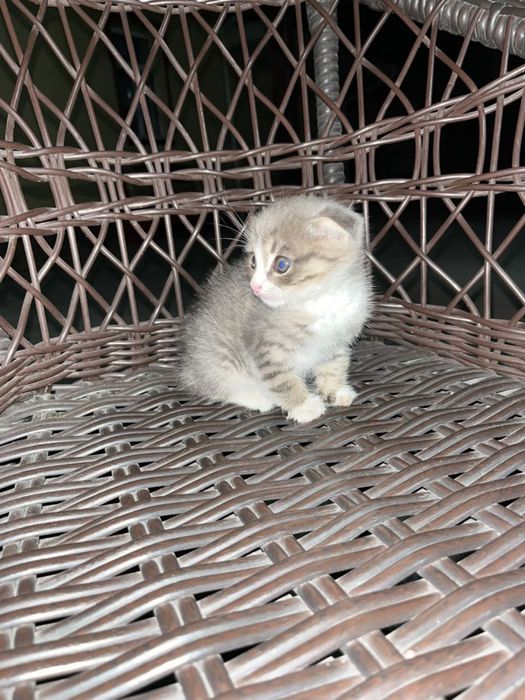 Кошка шотландский