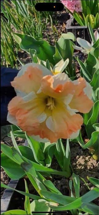 Bulbi de narcise 1 kg 50 lei