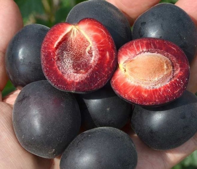 Pomi Fructiferi (Toate soiurile Deosebiți)