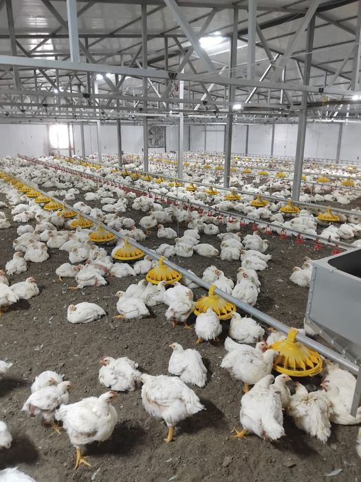 Домашняя курица бролер