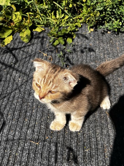 Шотландский котята вислоухие
