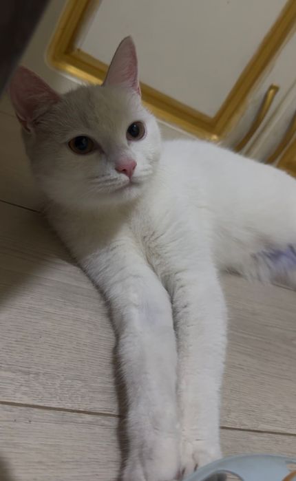 Кошка 8 месяцев.