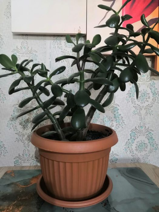 Продам комнатные растения