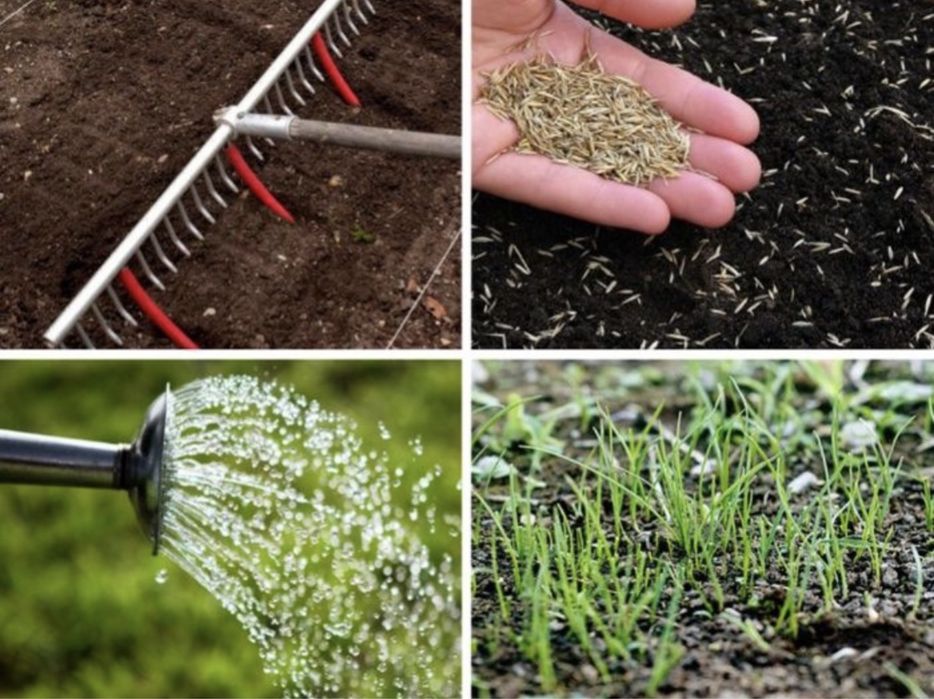 Посев газона