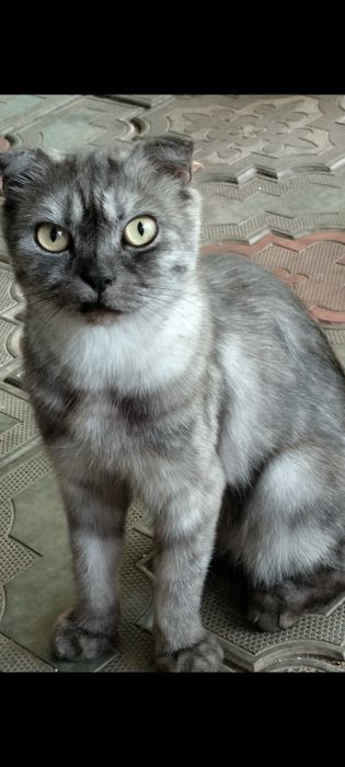 Продам породистую кошку