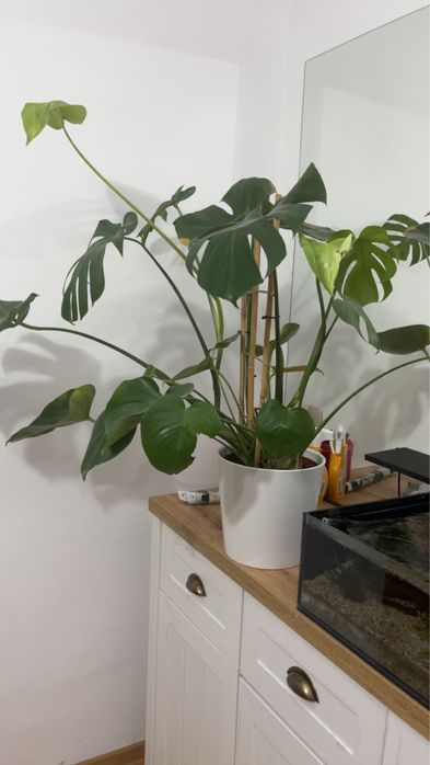 Monstera simpla si Monstera Monkey de vanzare