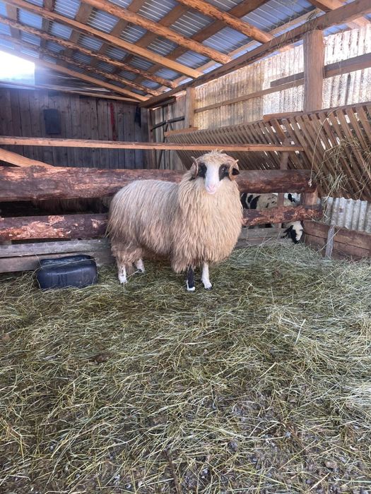 Vând noatin bun pentru ținut