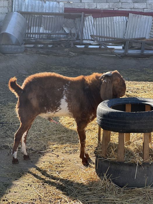Теке сатылады бетал