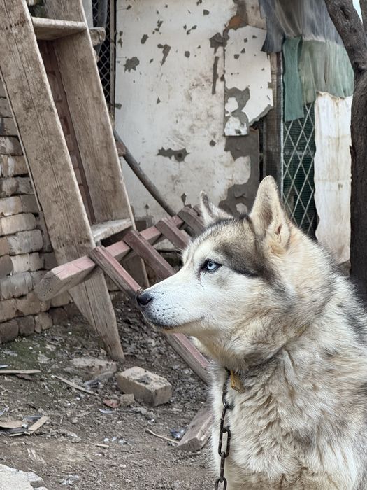 Срочно продаётся Хаски