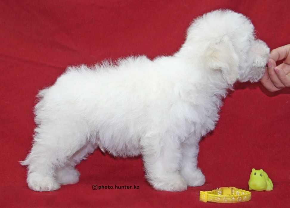 Щенки бишон фризе