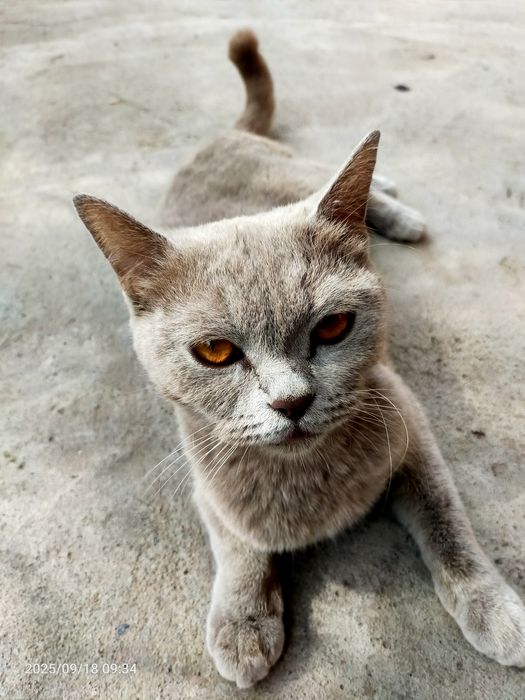 Британский скотиш прямоухий. Леона. Из Турции.