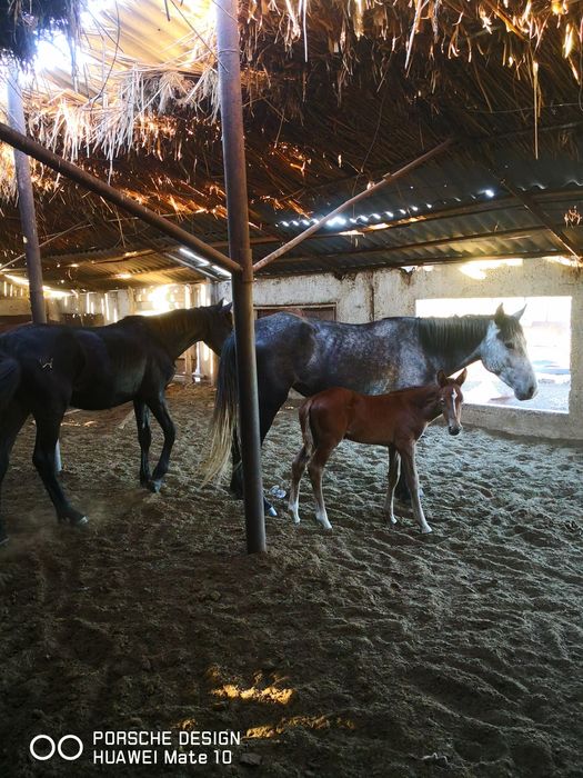 Қабыла с жеребенком и тайчик. 1,5 мец,