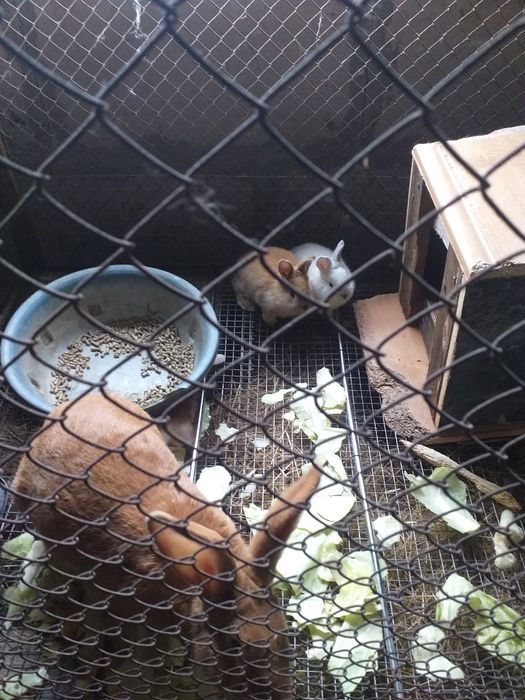 Кролики молодняк