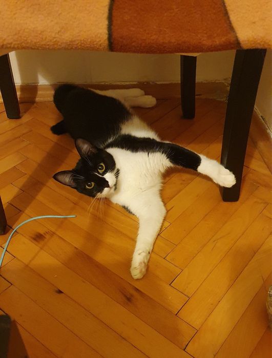 Красива котана търси дом