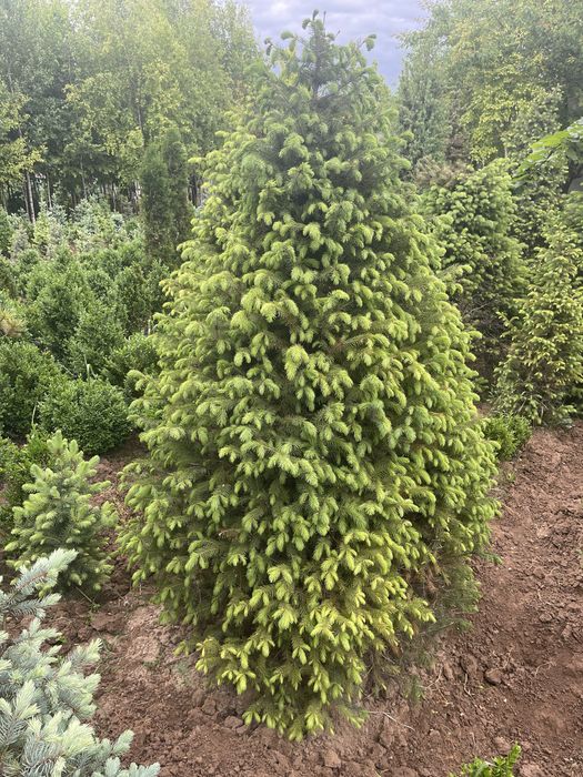 Rasprodaja skidka yel tyanshanskiy, tyanshan archa 2-3 metrlik