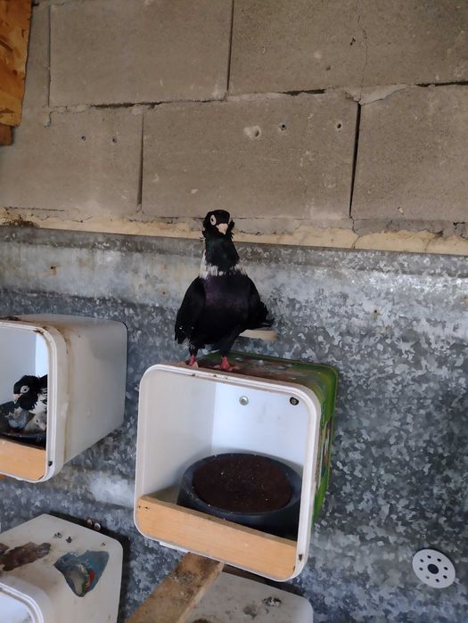 Продавам шуменски гълъби.