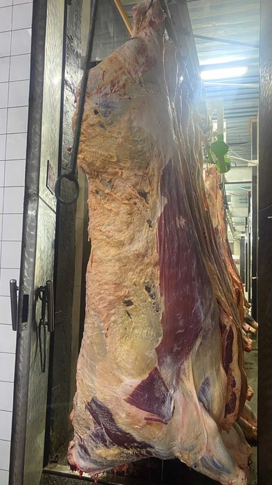 Мясо оптом бычки и коровы