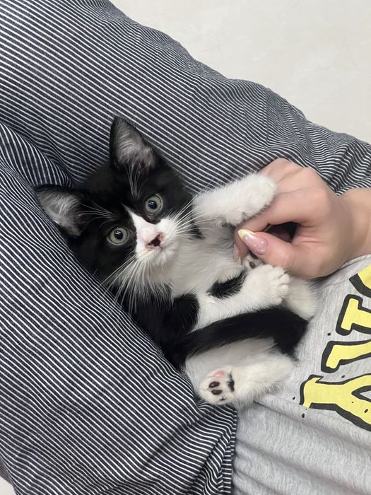 Милый котёнок, дворовой