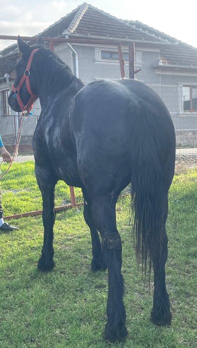 Vand doua manze forte cuminti un an jumate ambele