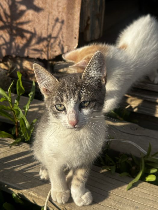 Отдам кошку в добрые руки