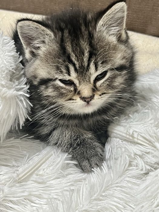 Котёнок Мальчик Скоттиш страйт