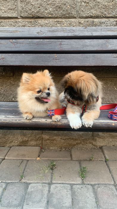 Передержка для собачек 3000 тг