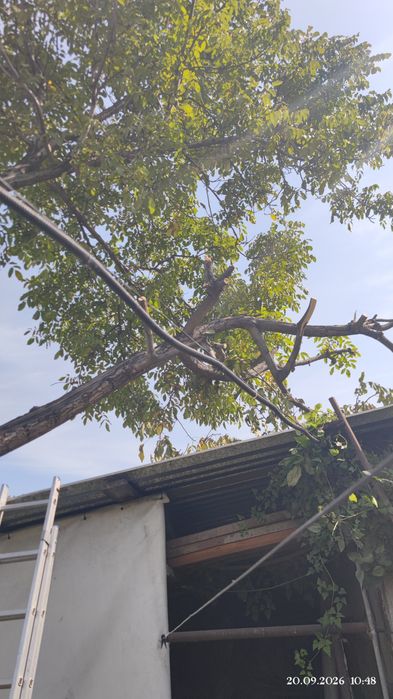 Отдам дерево ореха на спил бесплатно.