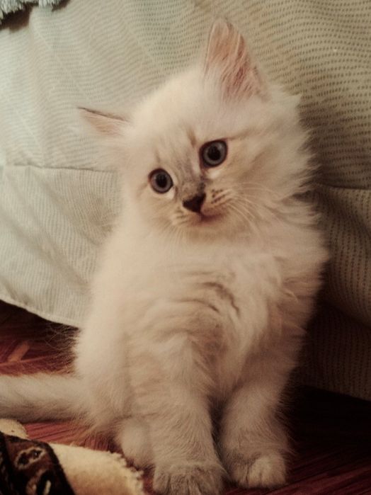 Котята Бесплатно