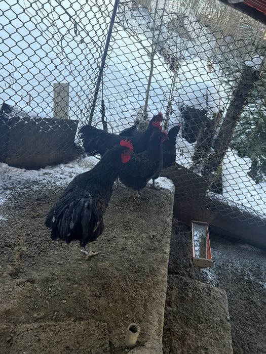 Vand cocosi australorp