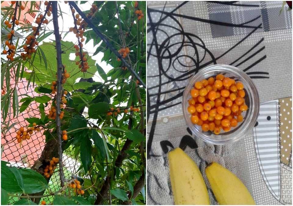 Облепиха (Hippophae) - Растения и Плод