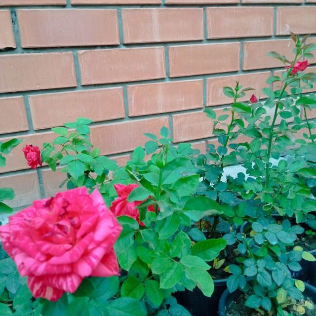 Садовник Дезинфекция хим.оброботка посадку цветов и деревьев