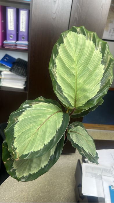 Калатея разные сорты