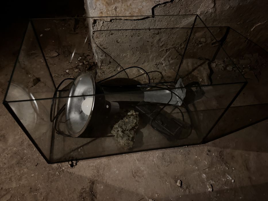 Vand acvariu doar timisoara