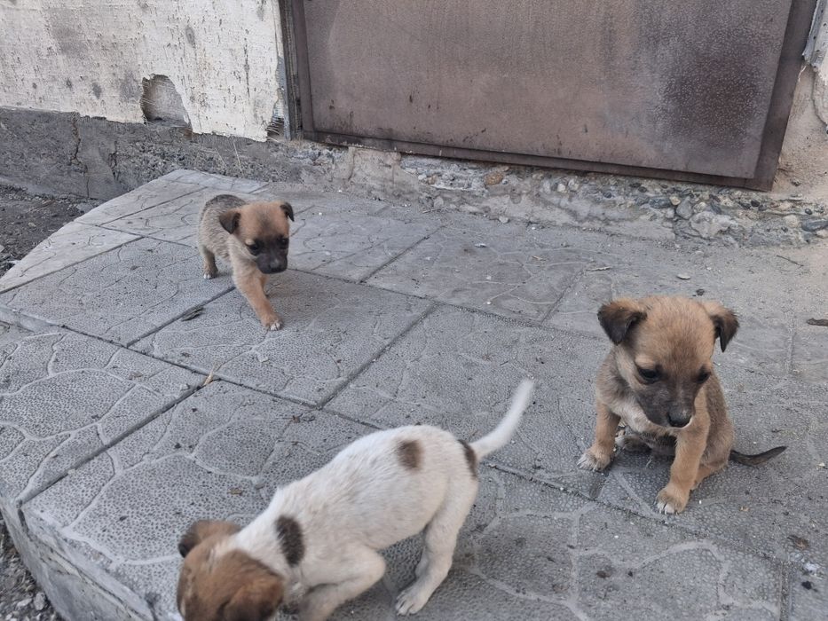 Отдам щенят звоночки