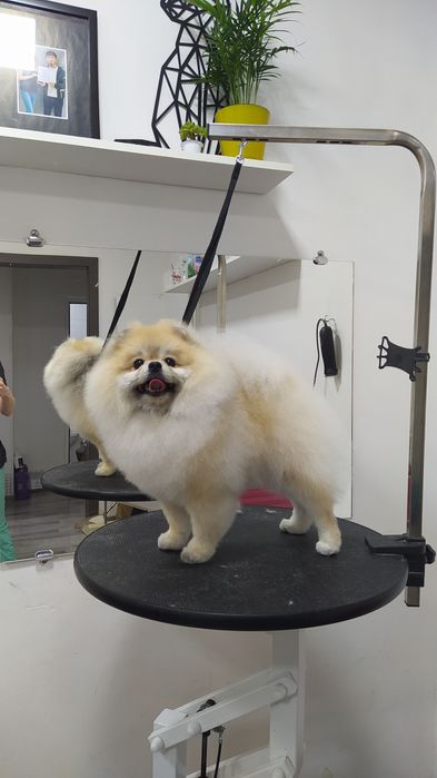 Стрижка собак, груминг