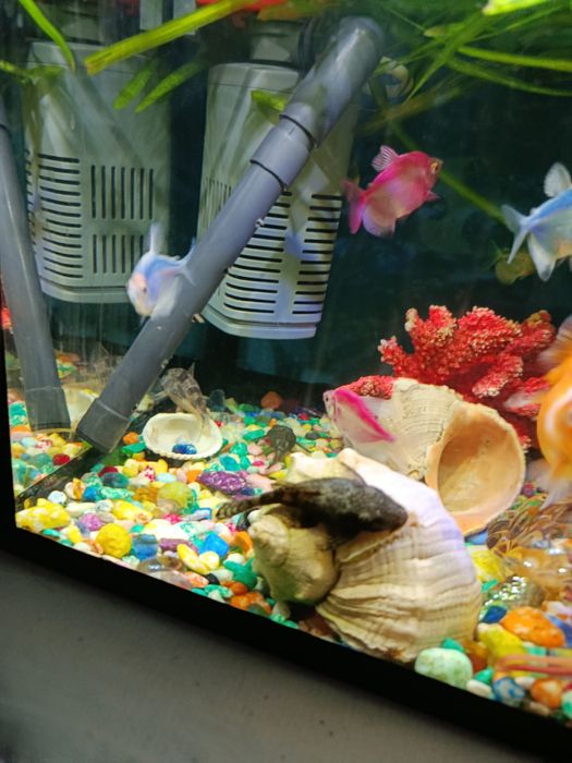 Продаю 40литровый аквариум