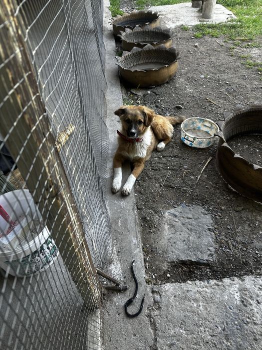 Срочно отдам щека в добрые руки