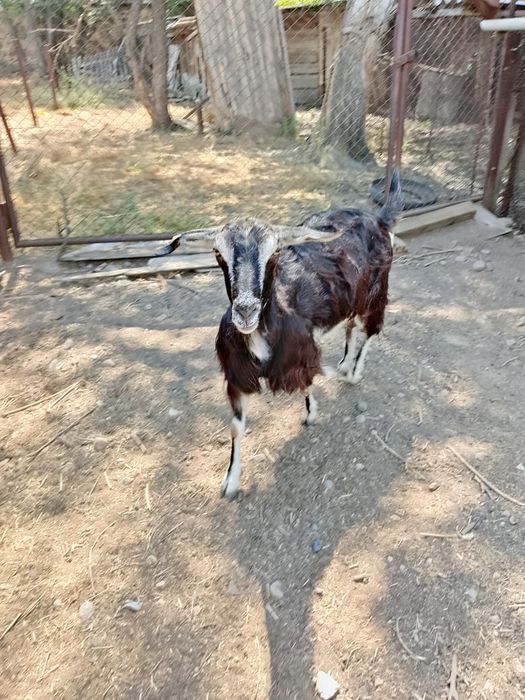 Продаются дойные козы и козлята