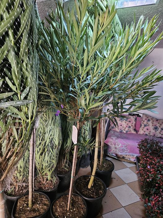 Leylandi bonzai catalpa spirale maslin glob arizonica