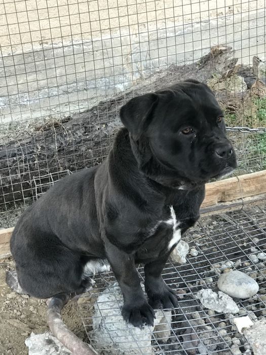 Пародистая собака