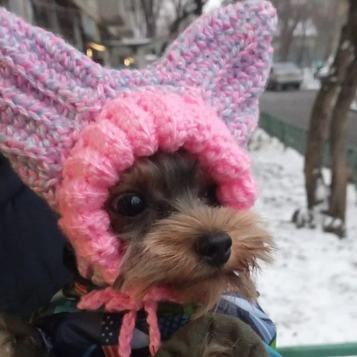 Одежда для животных