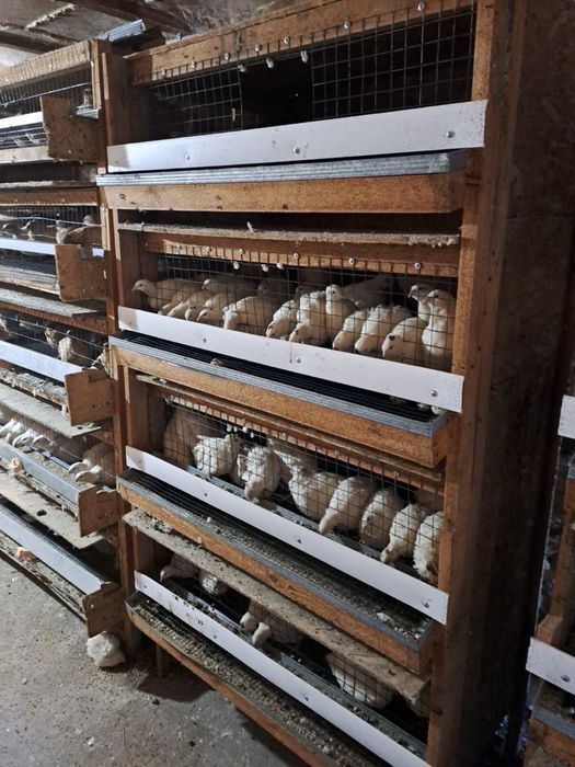 Бөдене құстары, перепёлка