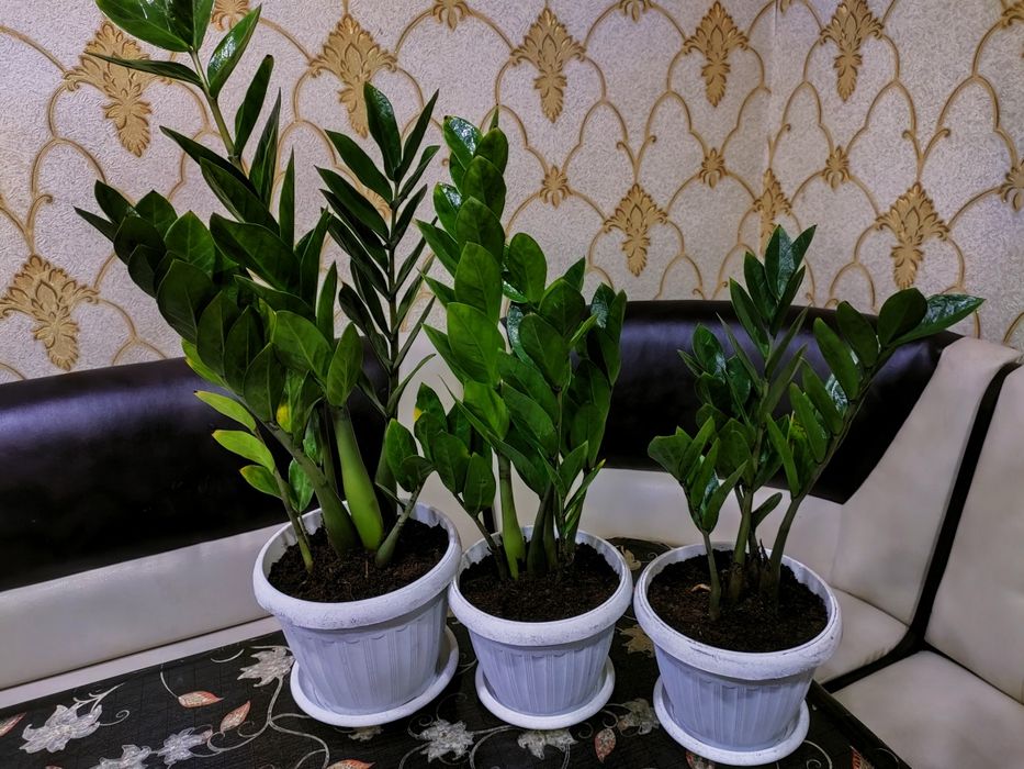 Комнатные растения . Доставка