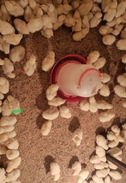 Цыплята по 500 домашние курички обычные