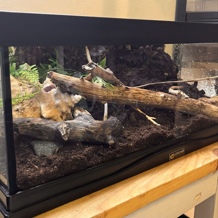 Vand tarantula Ceratogyrus Darlingi + terariu