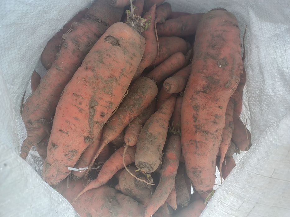 De vinzare cartofi și morcovi animale