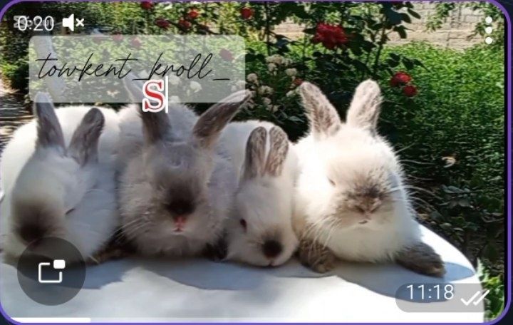 Калифорния куен болалари