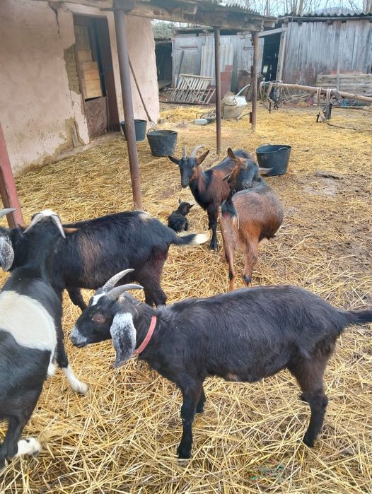 Capre de vînzare urgent